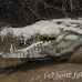 crocodile_american_tar_h_1531_cos2534.jpg